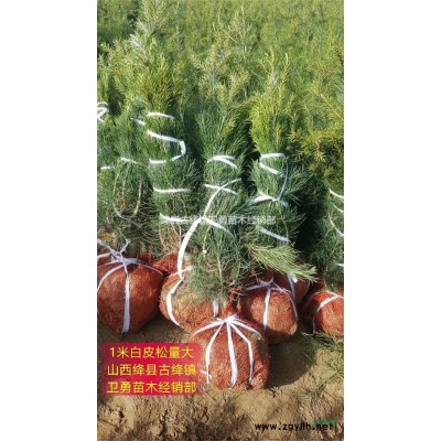 今年1年连翘苗产地包邮价格  1元3株