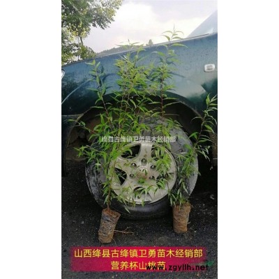 连翘苗//连翘苗价格//药用连翘苗//1年连翘苗/2年连翘苗