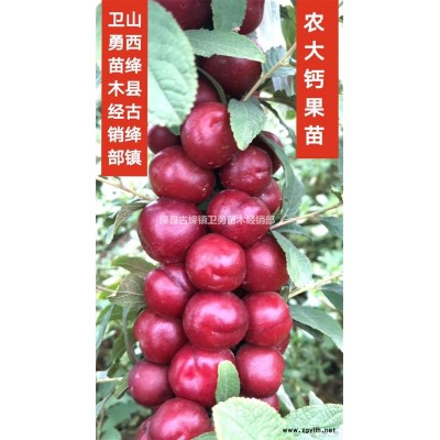 营养杯连翘苗~50+80+100公分营养杯连翘苗产地供应