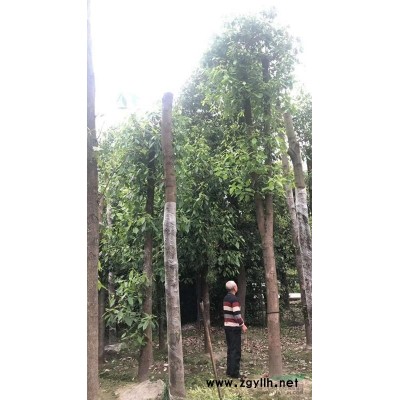 黄连翘种植基地.30公分黄连翘价格.成都怡璟园林