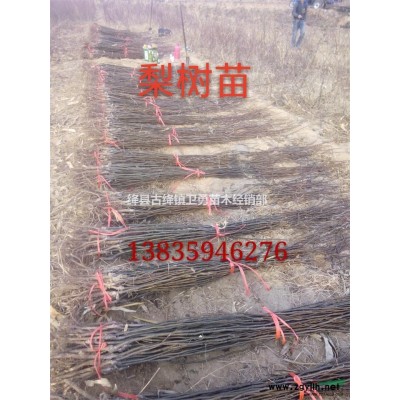 大量供应1-3年生连翘苗 连翘小苗+结果连翘苗+从生连翘苗