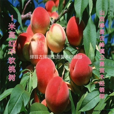 连翘+连翘苗+连翘树苗+药用连翘苗~2018年连翘苗价格介绍