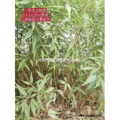 1年连翘苗哪里有卖？1年连翘苗种植大户！1年连翘苗产地报价