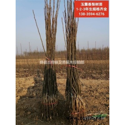 绛县连翘苗价格 绛县连翘苗种植基地 绛县连翘苗原产地批发
