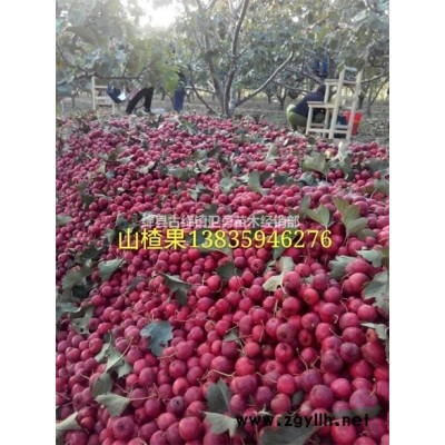 药用连翘苗种植基地 1年连翘苗种植基地 2年连翘苗种植基地
