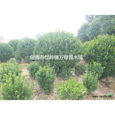 大叶黄杨起苗的好坏注意事项  河南大叶黄杨苗