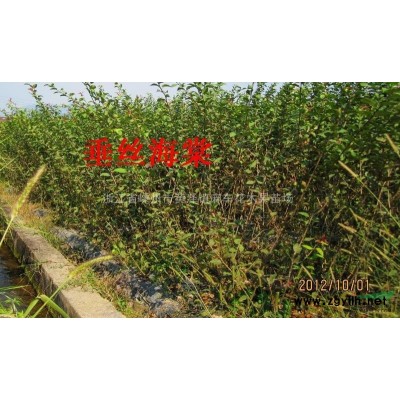 浙江1.5-4公分红梅 嵊州红梅价格哪里好/哪家便宜