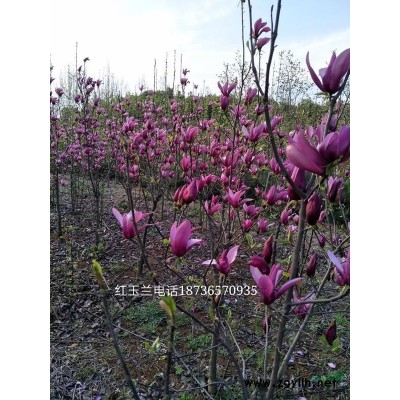 @木瓜树价格/河南木瓜树价格/5-20公分价格