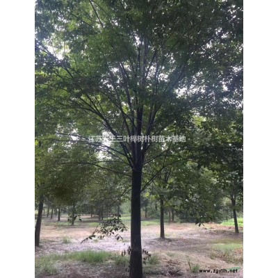 供应榉树朴树苗、量大价优