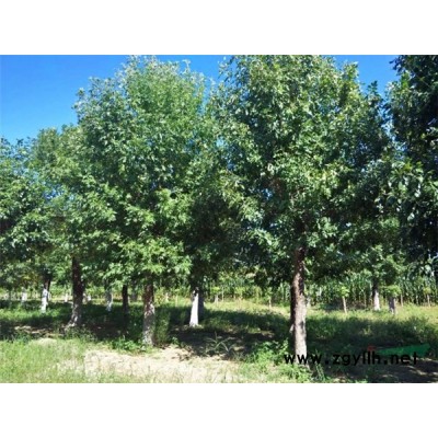 出售五角枫元宝枫苗5公分7公分10公分五角枫元宝枫树价格