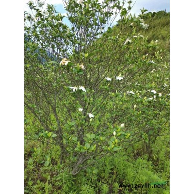 黄枙子，小叶枙子