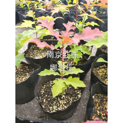 娜塔栎江苏货源