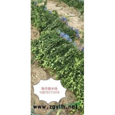 大叶黄杨苗球（冬青万年青）