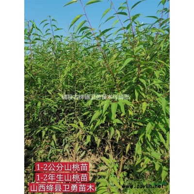 当年连翘苗//1年生地径0.3公分+高度1米连翘苗