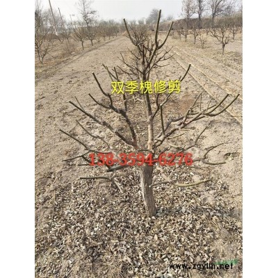 哪里有连翘苗出售 =连翘苗价格=连翘苗种植经济效益