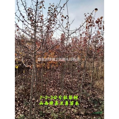 连翘苗种植+批发+销售 求购连翘苗就到山西连翘苗产地