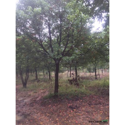大量供应丛生乌桕