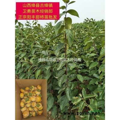 连翘苗价格 种植一亩连翘苗（种植成本+经济效益+需要多少棵）