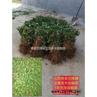 山西药用连翘苗主产区= 运城1-3年生药用连翘苗原产地
