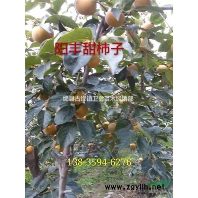 哪里有药用连翘苗批发？山西绛县古绛镇卫勇苗木经销部