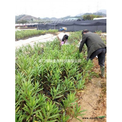 供应巴西野牡丹、金边假连翘、马尼拉草皮