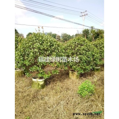 供应福建金边假连翘 高度35公分 福建种植地 冠幅25公分图3