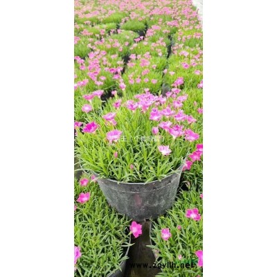 产地直销 双色茉莉 低价供应 数量多 品质好