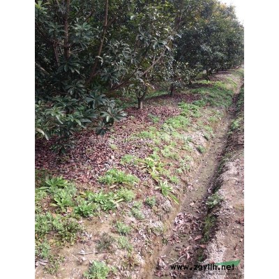 15公分杨梅苗 浙江杨梅苗基地 杨梅苗价格
