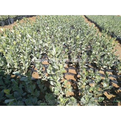 供应内蒙沙冬青苗木现货