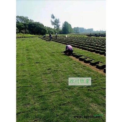 供应新鲜 优质 马尼拉  百慕大 四季青