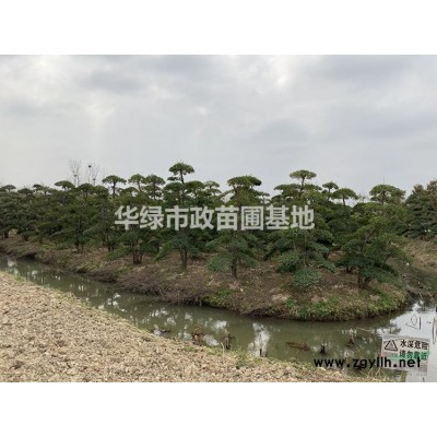 精品 小叶女贞造型 潢川县 苗圃基地 直销 库存充足 规格*