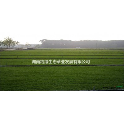 长沙矮生百慕大加黑麦草，混播草皮