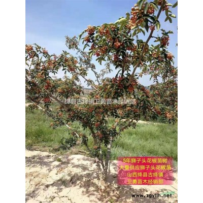 连翘苗产地 正宗药用连翘苗+结果连翘苗+高产连翘苗