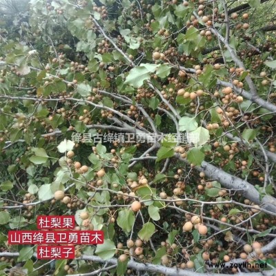 连翘苗如何种植？ 连翘苗种植季节+种植数量+种植成本