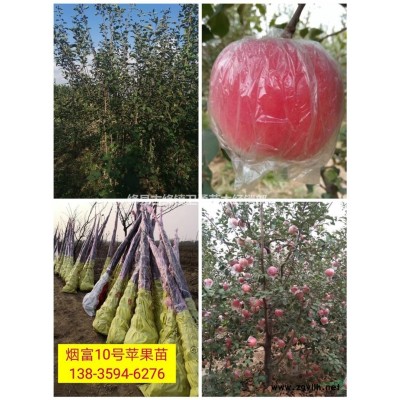 1年连翘苗价格/50公分高连翘苗价格/0.3公分粗连翘苗价格