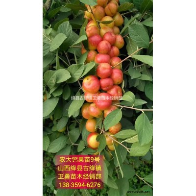 2年连翘苗 产地价格+装车价格+批发价格=2年连翘苗价格