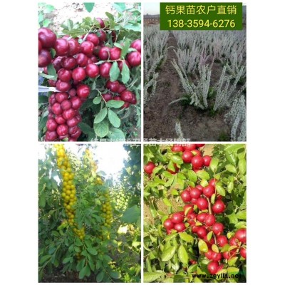 连翘苗价格？1年+当年+今年连翘苗价格？