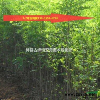 2年连翘苗产地供应 2年连翘苗哪里有卖?