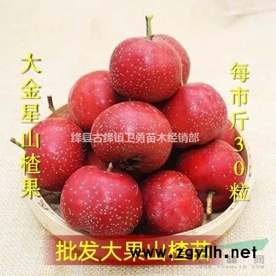 2019年供应新采收连翘种子 价格合理提供种植技术
