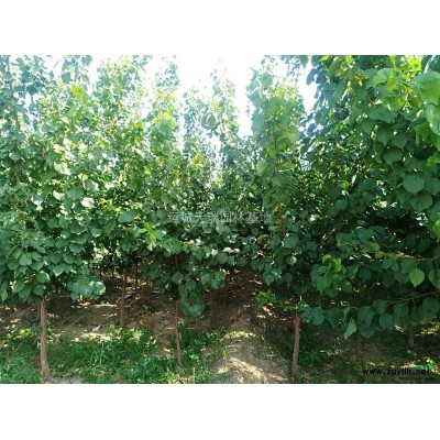 连翘苗价格，药用连翘苗=1年连翘苗价格=山西丛生连翘苗价格？