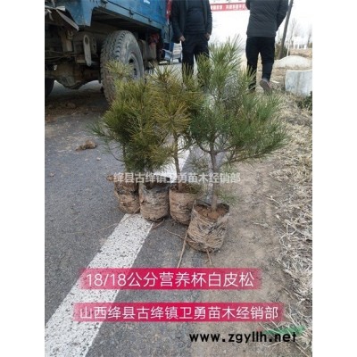 今日连翘苗价格=今年连翘苗价格=1年连翘苗价格