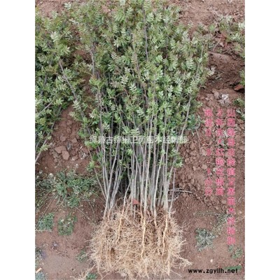 1-3年生药用连翘苗种植基地 300万株药用连翘苗产地直销