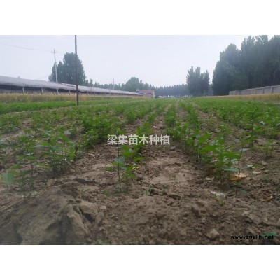 长期供应杜仲幼苗