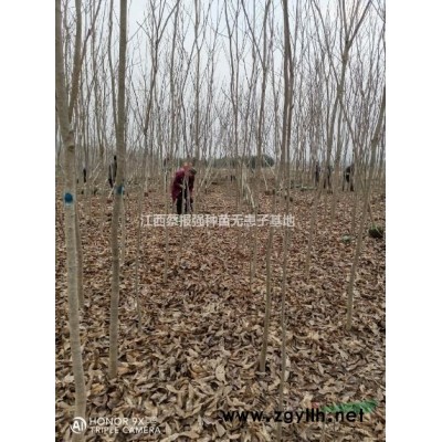 湿地松1一20公分