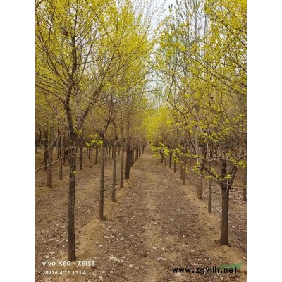 廊坊地区供应金叶榆，杜仲，油松，柳树