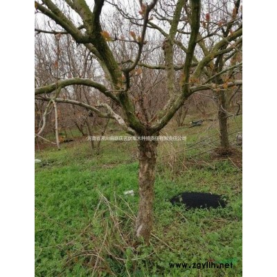 突尼斯软籽石榴树