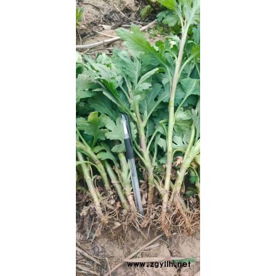 供应金丝皇菊苗10－20公分
