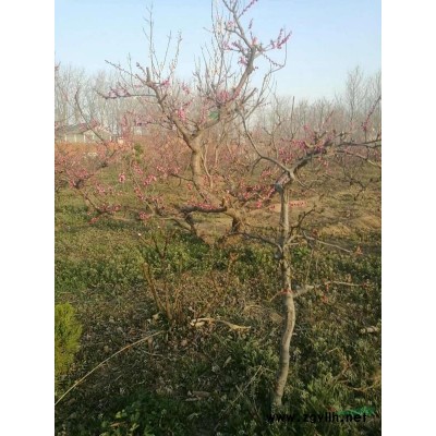 大型造型梅花 精品梅花供应