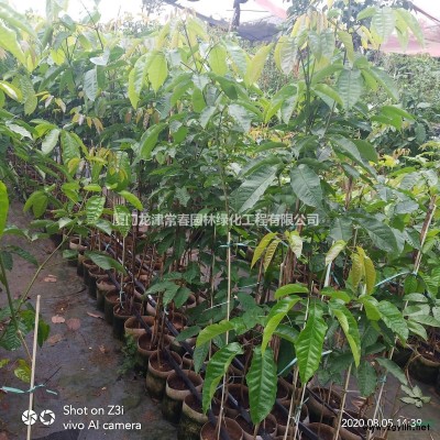 供应海芒果小苗