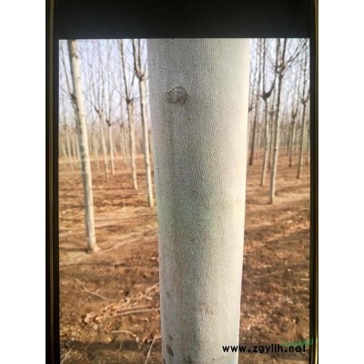 低价售河北廊坊1500棵8-12公分 平头法桐